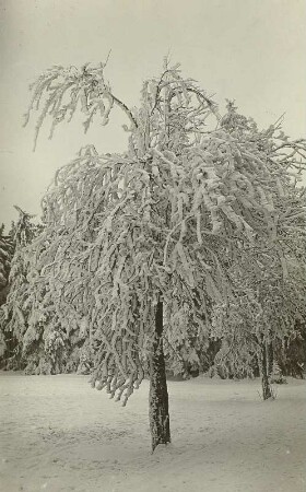 Winter im Erzgebirge. Rauhfrostbehangene Eberesche in Schellerhau