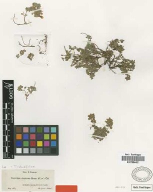 Teucrium cinereum Boiss. [type]