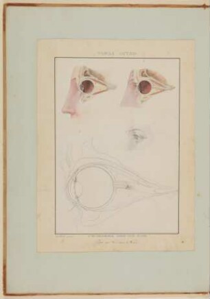 Das menschliche Auge und seine Bestandteile [Vorzeichnung zu Samuel Thomas Soemmerring, Abbildungen des menschlichen Auges, Frankfurt am Main 1801, Tafel VIII]
