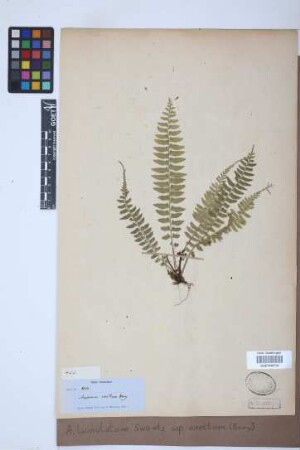 Asplenium lunulatum var. erectum (Bory ex Willd.) Baker