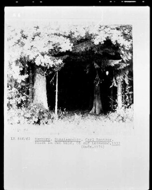 Blick in den Wald