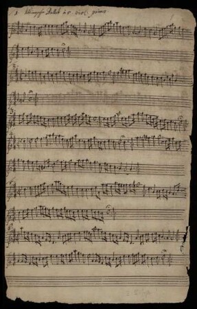 Viol. primo