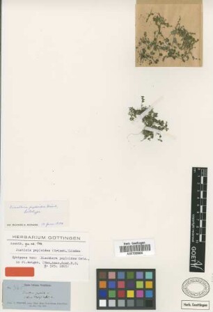 Dianthera peploides Griseb. [lectotype]