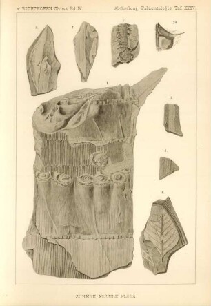 Schenk, Fossile Flora