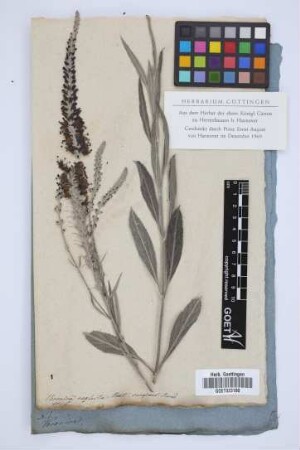 Veronica neglectaVahl