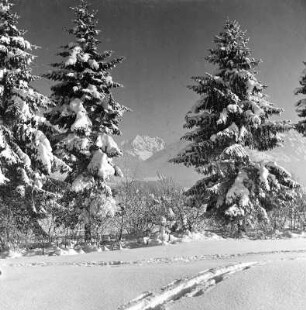 Tannen im Schnee in Oberstdorf, Oytal etc : Winterbilder. Tannen im Schnee
