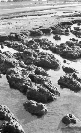 Fossilschlick, Watt