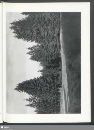 Waldwiese