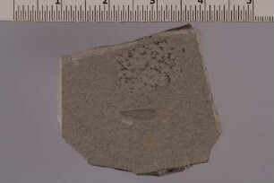 Termite (Isoptera)
