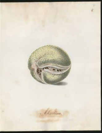 Melon d'eau