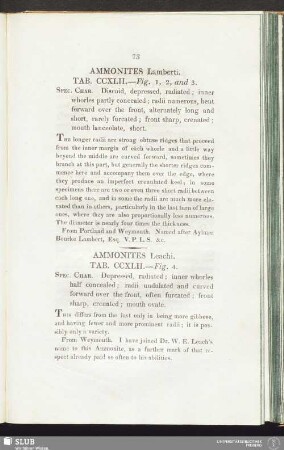 Ammonites Leachi. Tab. CCXLII. — Fig. 4