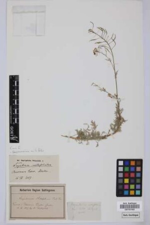 Sisymbrium millefolium Aiton