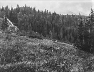 Am Berghang : Ein Berghang mit einem Wasserfall und Wald