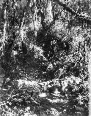 Vegetationsansicht : Ansicht einer Vegetation.