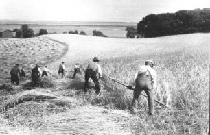 Hiddensee. Landarbeiter mähen Getreide mit der Sense. Aufgenommen im Sommer 1935