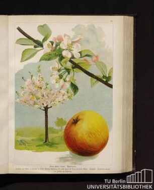 Pirus Malus Linné. Apfelbaum.