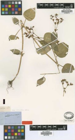 Arthrostemma alata Triana