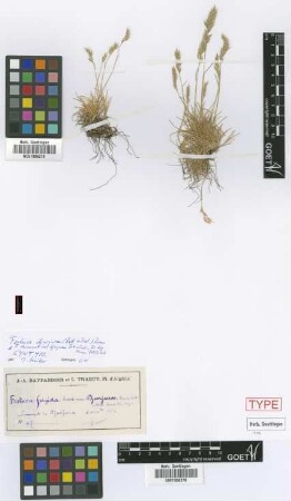 Festuca duriuscula L. var. Batt. & Trab. djurjurae[syntype]