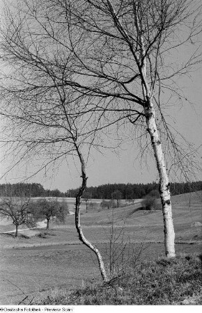 Eine Landschaft mit zwei Birken im Vordergrund (vermutlich in Thüringen)
