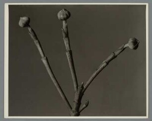 Blüten-Hartriegel, Knospe (Cornus florida)