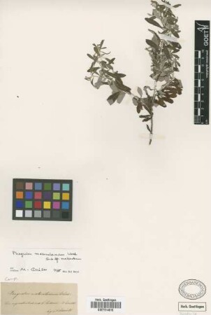 Phagnalon melanoleucum Webb