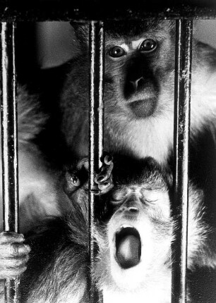 Hamburg-Stellingen. Tierpark Hagenbeck. Paviane in ihrem Gehege. Manches Verhalten ist rein menschlich