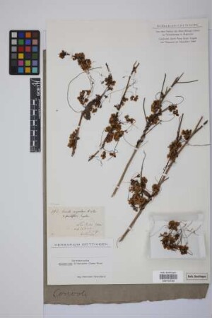 Cuscuta corymbosa Ruiz & Pav.