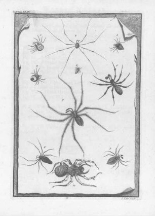 Plate XXIV