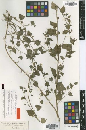 Polychlaena adoensis (Hochst. ex A.Rich.) Garcke