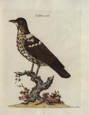 Tabvla IV.