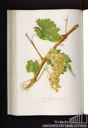Uva Rossana o Bianca di Nizza