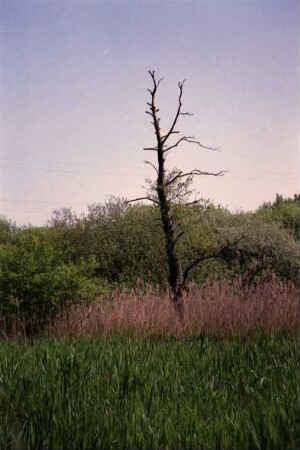 Bargteheider Moor