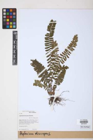 Asplenium discrepans Rosenst.