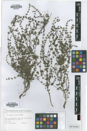 Micromeria forbesii Benth.