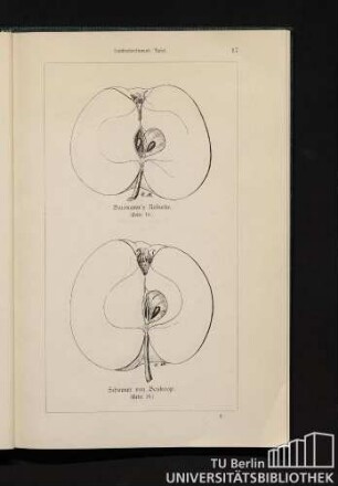 Baumann's Reinette. Schoener von Boskoop.