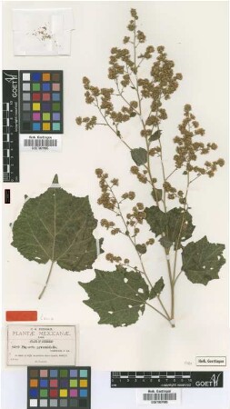 Piqueria pyramidalis B.L.Rob. [type]