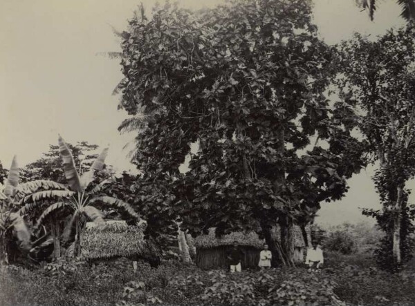 "Breadfruit tree"