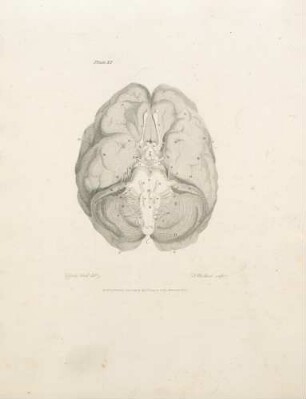 Plate XI