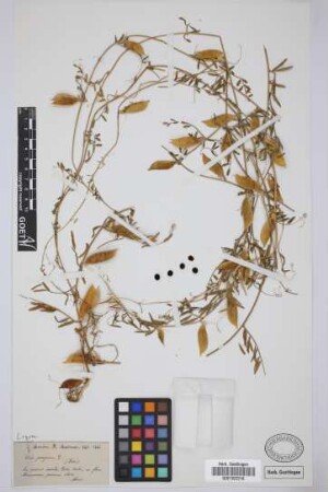 Vicia peregrina L.