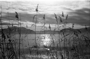 Seebruck am Chiemsee: Chiemsee mit Schilf im Vordergrund
