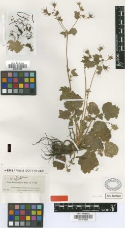Geum heterocarpum Boiss. [isotype]