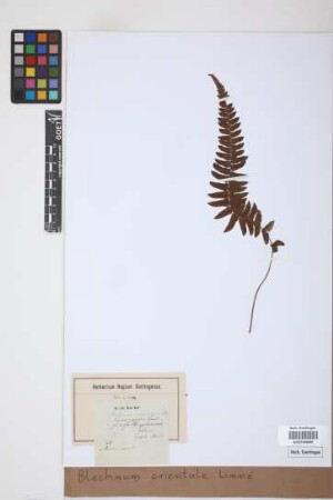 Blechnum orientale L.