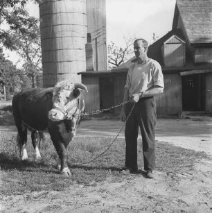 Long Island, Farmarbeiter mit Bullen auf der Lester Davis Farm