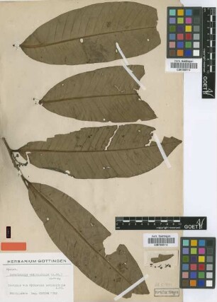 Myristica ardisiifolia A.DC. [isotype]