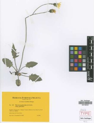 Hieracium galeroides Gottschl. subsp. galeroides Gottschl.[paratype]
