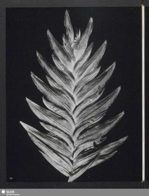 Uniola latifolia, Ährchen vom Ährengras