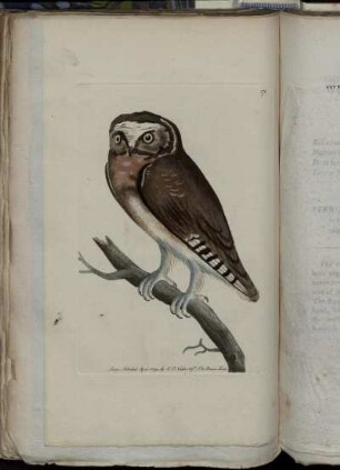 The White-Fronted Owl.