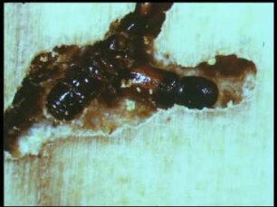 Pityogenes chalcographus (Ipidae) - Lebenszyklus