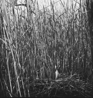 Rohrdommel : Rohrdommel (Botaurus stellaris) auf dem Nest