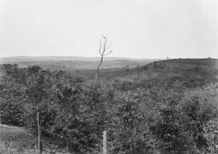 Hügelige Landschaft : Blick in eine hügelige Landschaft bei Itapetininga. Im Vordergrund Bäume, dahinter Hügel mit Grasbewuchs und einzelnen Bäumen.